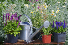 Garden Works - Planting And Care Of Perennials / Salvia Sensation Deep Rose & Salvia Marcus & Molinia