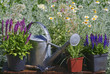 Garden works - planting and care of perennials / Salvia Sensation Deep Rose & Salvia Marcus & Molinia