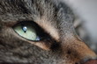 cat closeup european shorthair