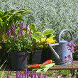 Garden works - planting and care of perennials / Salvia Sensation Deep Rose & Hosta Queen Josephine 