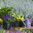 Garden works - planting and care of perennials / Salvia nemorosa Marcus & Hosta Queen Josephine & Veronica prostrata Aztec Gold