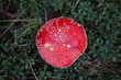fly agaric mushroom 2 top