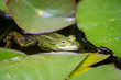 Frog in pond 001