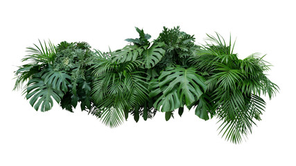 tropical leaves foliage plant jungle bush floral arrangement nature backdrop isolated on white backg
