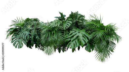 Cuadros en Lienzo Tropical leaves foliage