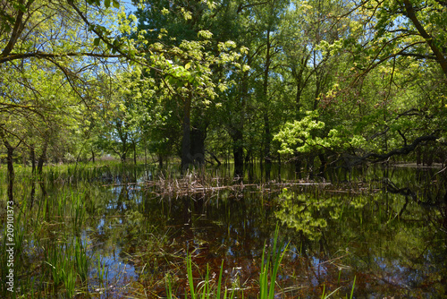 Fotografija Flooded forest in Letea, Danube Delta