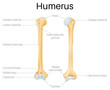 Bones of the Humerus