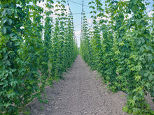 Plants: Seemingly Endless Row With Young Bines In A Hop Yard In Eastern Thuringia In Early June