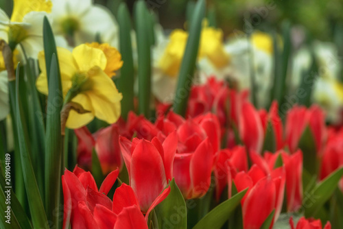 Photo Red Tulip flowers at the Flower Dome Pavillion in Singapore
