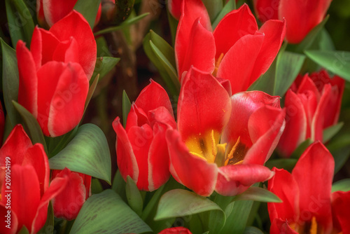 Red Tulip flowers at the Flower Dome Pavillion in Singapore Poster