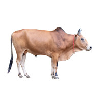 Ox Animal, Male Cow