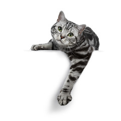 Handsome black silver tabby British Shorthair cat laying down / hanging over edge isolated on white background and looking straight in the lens