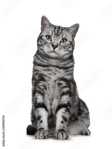 Handsome Black Silver Tabby British Shorthair Cat Sitting Straight