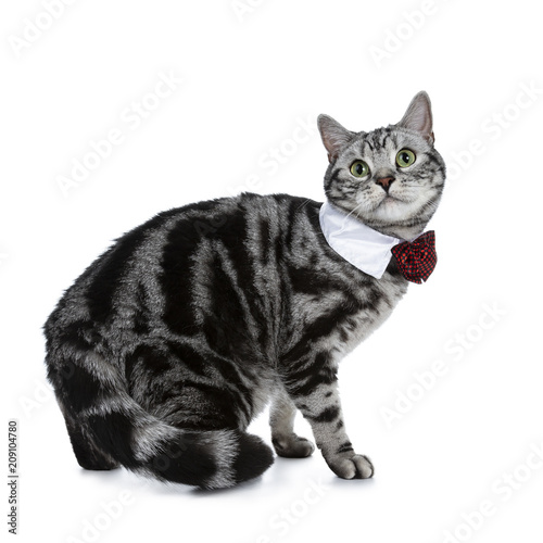 Handsome Black Silver Tabby British Shorthair Cat Walking
