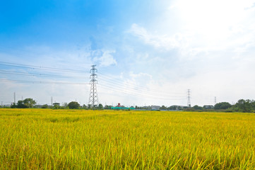 electricity towers rice field with high voltage power pylons countryside at thailand