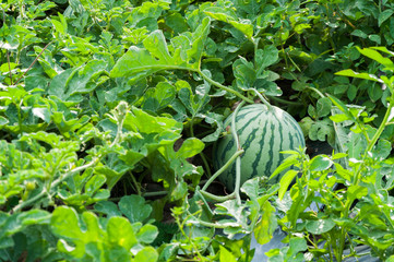 Watermelon on the green watermelon plantation in the summer,Agricultural watermelon field