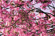 Kirschblüte - Frühling - rosa blühender Baum mit blauem Himmel