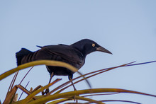 Great-tailed Grackle Or Mexican Grackle (Quiscalus Mexicanus)  Near Playa Giron Village, Cuba.