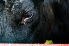 Black Angus Cow Looking Through Fence