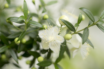 small beautiful white flowers of myrtle plants on branches with small green leaves with a blurred li