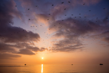 Sunset on the ocean with a huge flock of birds flying over head against colorful clouds. 