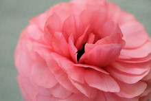 Close Up Of A Pale Pink Ranunculus Flower