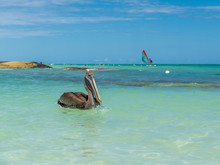 Pelican On The Beach Of Dominican Republic