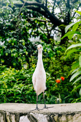  White Heron staring in the face-Kuala Lumpur Bird Park