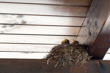 Baby birds in the nest. Slovakia