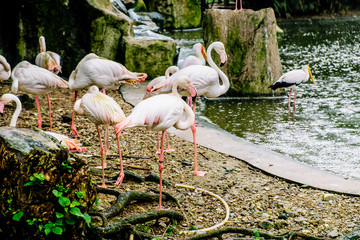 white flamingo seen in bird park in kuala lumpur
