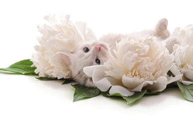 Wall Mural - White peonies and cat.