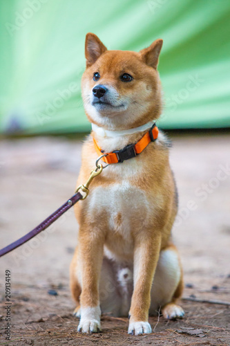 Very Happy Shiba Inu Japanese Dog On The Leash Buy This