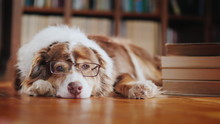 A Dog In Glasses Is Dozing About A Pile Of Books On The Floor In The Library