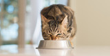 Fototapeta Koty - Beautiful feline cat eating on a metal bowl. Cute domestic animal.