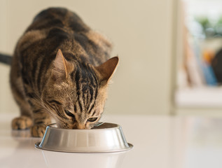 Beautiful feline cat eating on a metal bowl. Cute domestic animal.