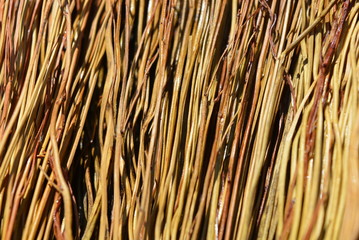 The beautiful natural background of their millet fibers, the branches of millet and millet grains in sunlight and with drops of water and shadow, a very beautiful natural background