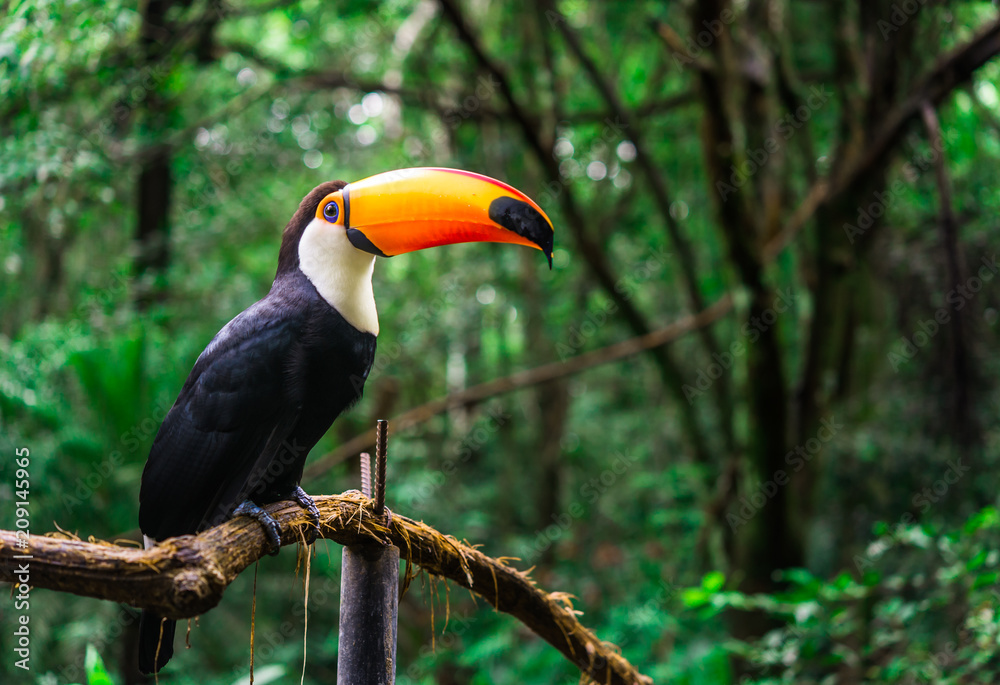 Toucan tropical bird sitting on a tree branch in natural wildlife environment in rainforest jungle - obrazy, fototapety, plakaty 