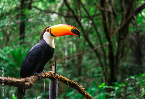 Cuadros en Lienzo Toucan tropical bird sitting on a tree branch in natural wildlife environment in