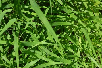 Leaves of fresh herbs bright and colorful background