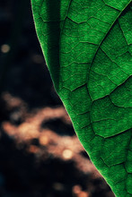 Avocado Leaf Macro Texture