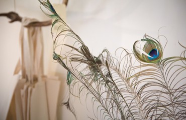 Wall Mural - feather of a peacock