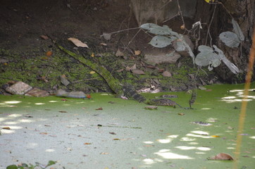 Poster - jungle bambu swamp thailand