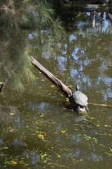 Wall Mural - turtle water thailand