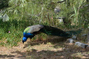 Wall Mural - peacock bird nature