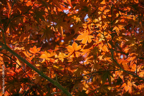 Fotografia, Obraz Acer palmatum, commonly known as palmate maple, Japanese maple or smooth Japanese-maple, is a species of woody plant native to Japan, China, Korea, eastern Mongolia, and southeast Russia