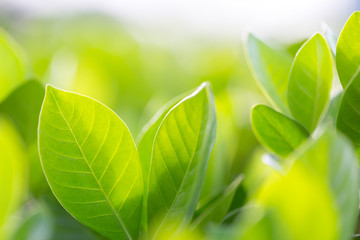 nature view of green leaf on blurred greenery background in garden,Green nature concept.