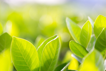 nature view of green leaf on blurred greenery background in garden,Green nature concept.