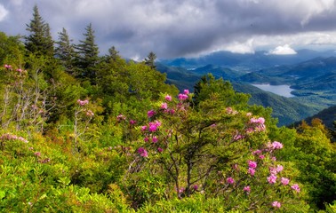 Wall Mural - Catawba Rhododendron bloom on the Blue Ridge Parkway