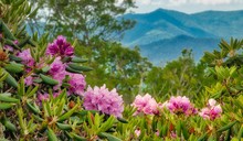 Blue Ridge Parkway Catawba Rhododendron Bloom
