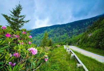 Wall Mural - Blue Ridge Parkway Catawba Rhododendron bloom